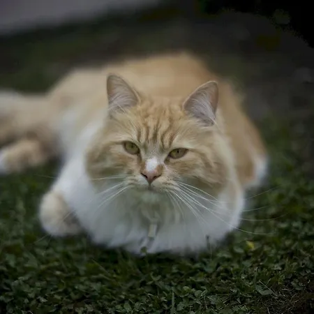 Au Coeur D'eden Arras