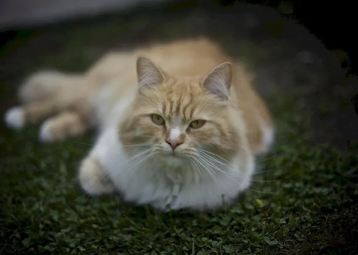 Au Coeur D'eden Arras